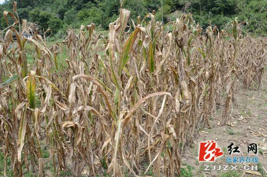 张家界军分区赴马家溪村抗旱救灾慰问