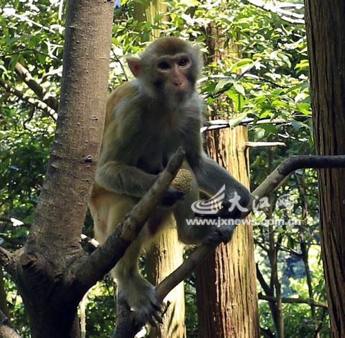 顽皮的猴子给游客带来乐趣,偶尔也会袭击人