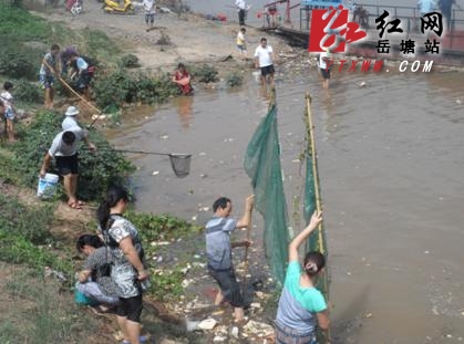 湘江一夜涨水 渡口现大量死鱼