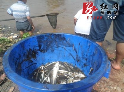 湘江一夜涨水 渡口现大量死鱼