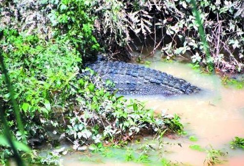 养殖场的暹罗鳄。杨立轩 摄