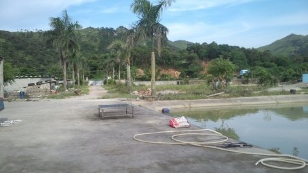 周先生所在的暹罗鳄养殖场已恢复平静。周先生供图