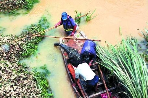 村民在西湖村河溪内抓获一条出逃的鳄鱼。 杨立轩 摄