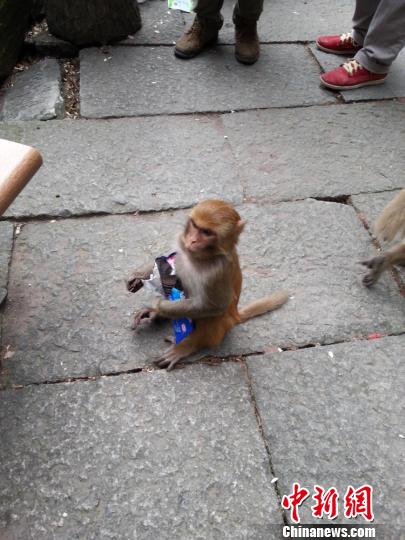 2013年4月，庐山仙人洞景区数十只猕猴好不怯生向游客讨要食物，更有调皮者直接抢夺游客手中的饼干、花生，不少女性游客被惊吓。图为一直小猴抱着从游客手中抢走的饼干。　王剑　摄
