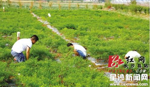 长沙县首家社区矫正公益劳动基地在黄花镇挂牌
