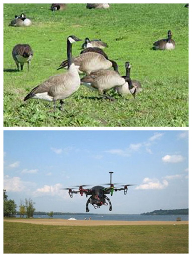 野鹅占领海滩随地大小便加拿大派无人机驱赶