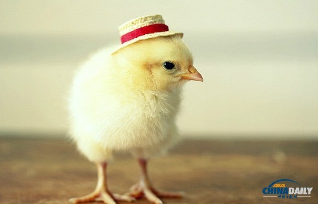 组图：看超萌小鸡雏演绎帽子的艺术