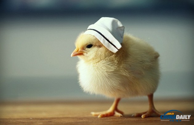 组图：看超萌小鸡雏演绎帽子的艺术