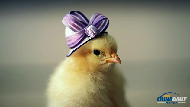 组图：看超萌小鸡雏演绎帽子的艺术