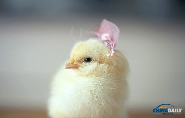 组图：看超萌小鸡雏演绎帽子的艺术