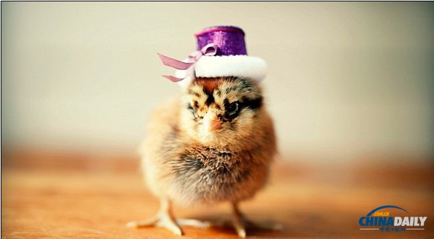 组图：看超萌小鸡雏演绎帽子的艺术