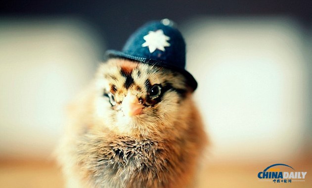 组图：看超萌小鸡雏演绎帽子的艺术