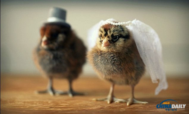 组图：看超萌小鸡雏演绎帽子的艺术