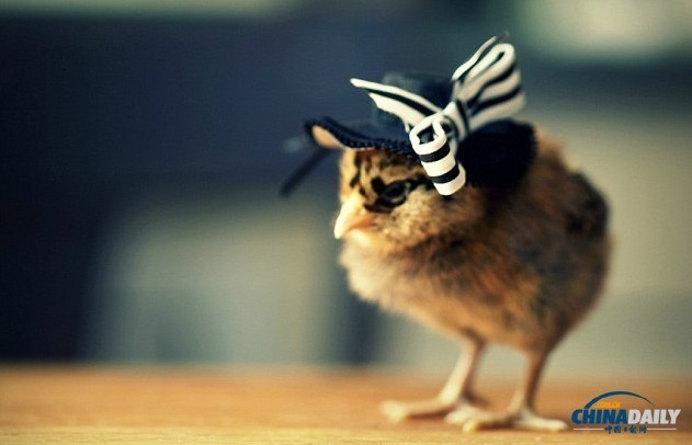 组图：看超萌小鸡雏演绎帽子的艺术