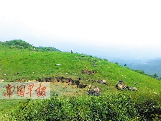 宾阳11头牛被雷劈竟会皮开肉绽 真相：遭人偷割肉