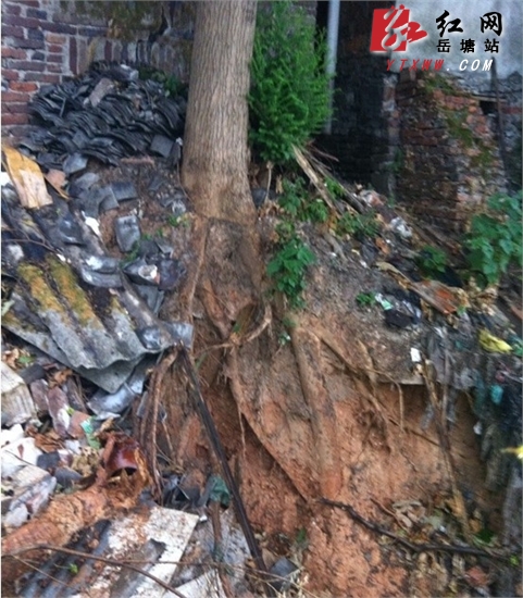 暴雨导致泥土塌方 大树倾斜 东湖路社区紧急劝导户主搬离