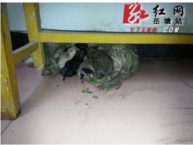 众人齐心协力，保“母子”平安