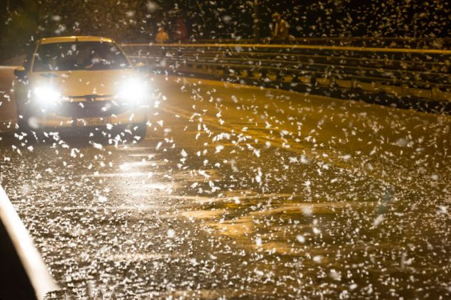 匈牙利数百万飞虫弥漫 似恐怖片