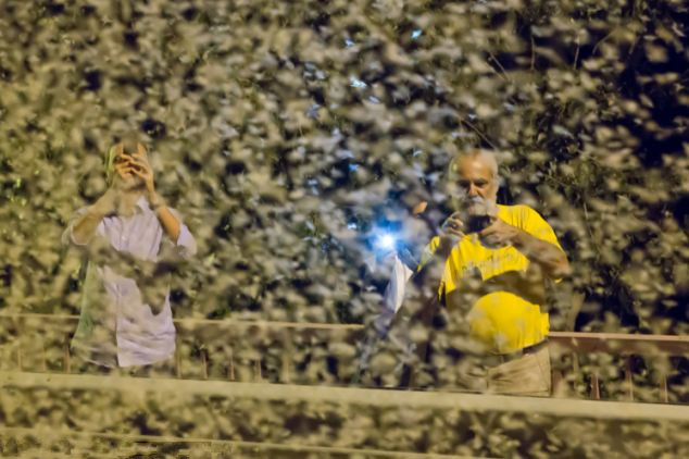 匈牙利数百万飞虫弥漫 似恐怖片