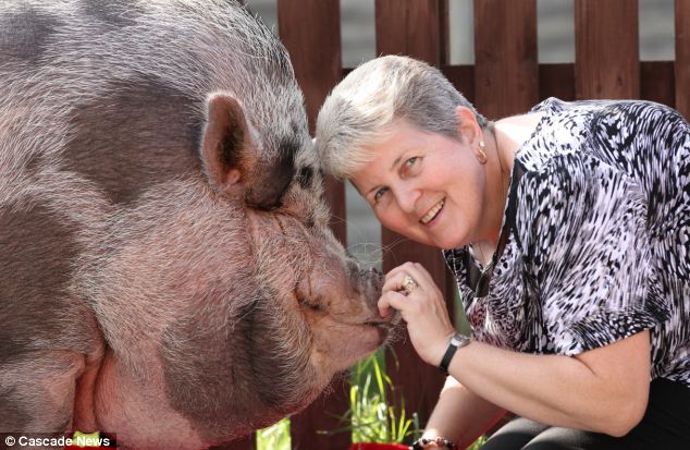 英妇女买迷你猪长成大肥猪