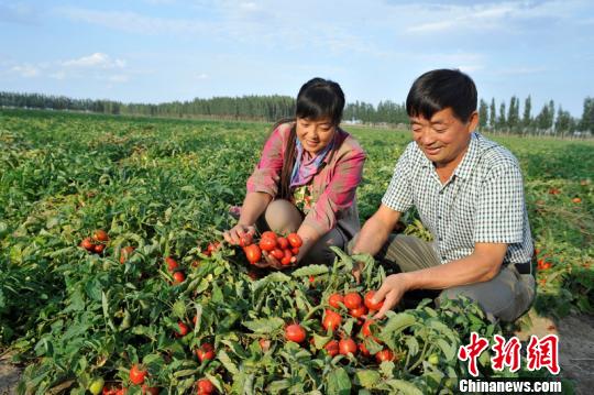 中国最大亨氏番茄种植基地番茄丰收带来火红收入