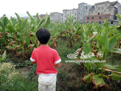 11岁女孩被怀疑偷钱离家4天 吃枣喝溪水充饥