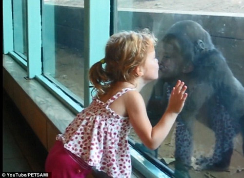 小女孩与动物园里的大猩猩隔着玻璃“嘴对嘴式亲吻”。