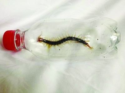 男子南京出差住酒店被10厘米长蜈蚣连咬两口(图)