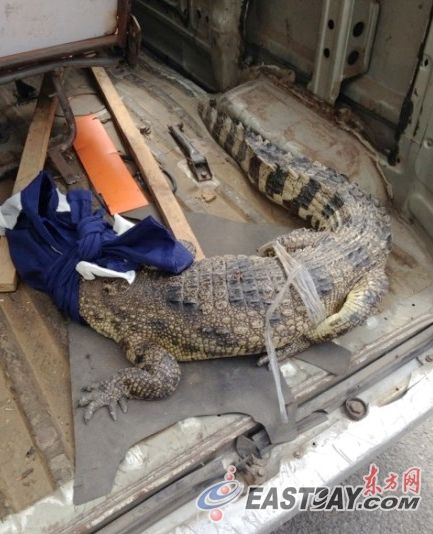 上海奉贤公安分局今天接到辖区居民来电反映,在上海外环线近曹安公路口捡到一条活鳄鱼。