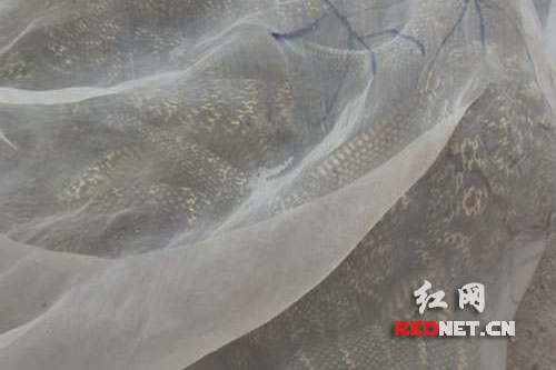 嘉禾森林公安查获的40斤蛇.