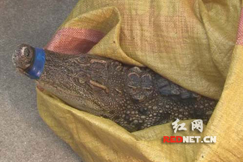 嘉禾森林公安查获一条重约24斤的鳄鱼。