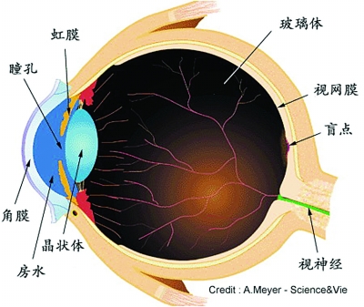 没有瞳孔,光线进不去，人就看不见了。图片来自网络