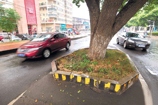 制图/杨诚 天心区赤岭路金碧文华小区前(文中事故路段) 占道树:百岁樟树 占道情况:老樟树立于两车道间 芙蓉区五一大道韭菜园 占道树:130岁银杏 占道情况:占据一条车道 芙蓉区迎宾路靠近烈士公园南大门路段 占道树:泡桐树 占道情况:占用半米车道 开福区德汇路麦德龙超市旁 占道树:160岁古樟 占道情况:占用一条车道 开福区鸭子铺路西往东车道上 占道树:无年代牌的古樟