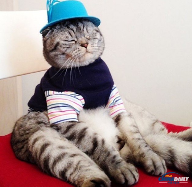 明星猫咪有人类一样的坐姿