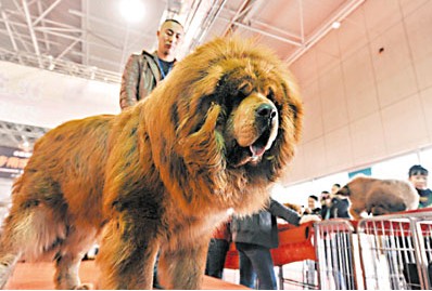 藏獒身材高大健壮,攻击性极强。 香港《文汇报》数据图片