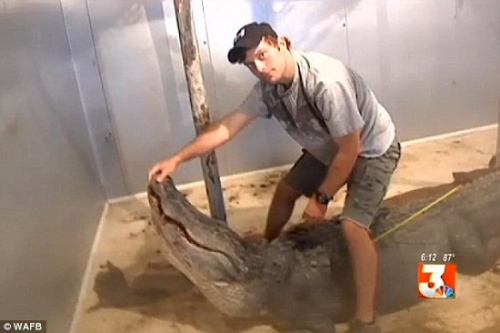 开捕数日来，多条300多公斤的鳄鱼被捕杀。