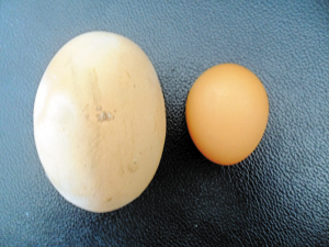 巨型鸡蛋比普通鸡蛋大许多