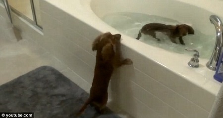快到水里来：腊肠犬爱玩水腿短进浴缸犯难（图）