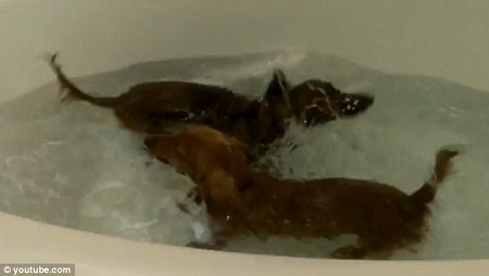 两只狗狗狗终于在浴缸汇合