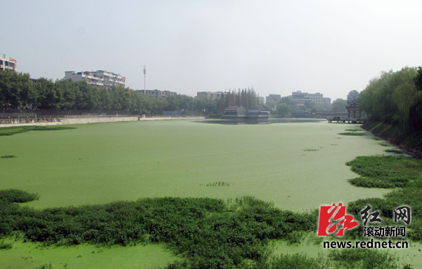 湘潭雨湖公园湖内富营养化严重 浮萍占满湖面[图]