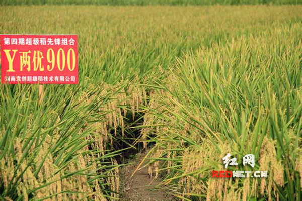 正文    红网隆回9月9日讯(通讯员 贺上升 刘期友)9月9日,"杂交水稻之