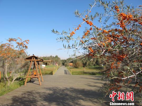 新疆乌什打造特色沙棘林生态旅游沙棘变“财富果”