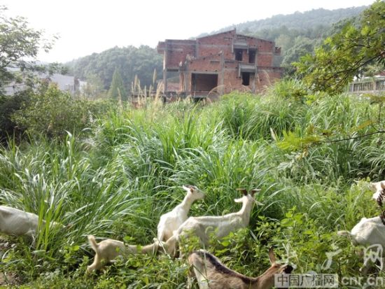 一栋废弃的别墅成了养蜂厂(央广网记者 吴喆华 摄)