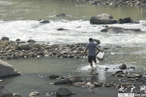 浙江庆元松源河疑似遭毒鱼，在捡捞死鱼的村民央广网发 吴春平 摄