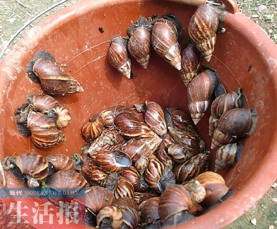 广西新闻网-当代生活报记者王建伟文/图