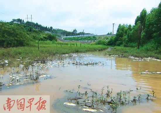 钦州：疑受泥水污染 十万余公斤鱼一夜