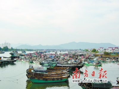 惠州2000多艘渔船全部回港避风。林涌浩 摄