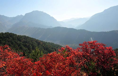 石膏山秋之红叶风景。