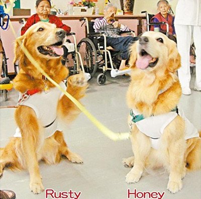 台湾“狗医生”义诊打滚撒娇逗笑中风老婆婆