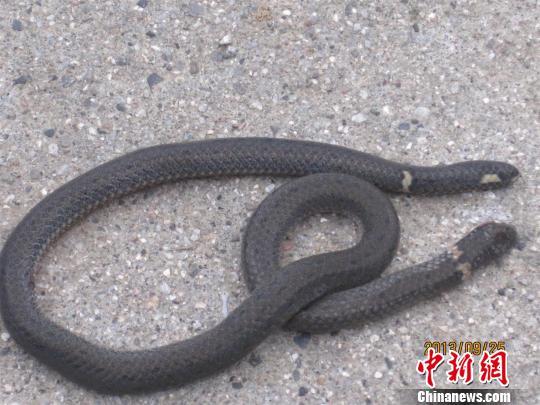 杨先生抓住的小蛇有两个头，首尾各一个。宜昌市民杨先生提供摄